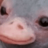 stan