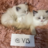 vls