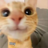 PookiePepelss