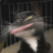 cc_retarded
