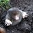 Mole99