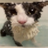 soggycat