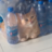 rexiapes0