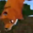 Smy0