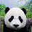 CutePanda